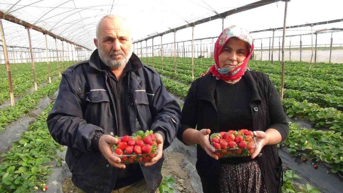 Kış ortasında hasat edilen çilek kilosu 22 liradan satılıyor -2