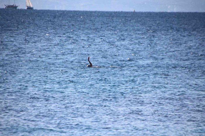 Bodrum’da güneşi gören sahile koştu -5