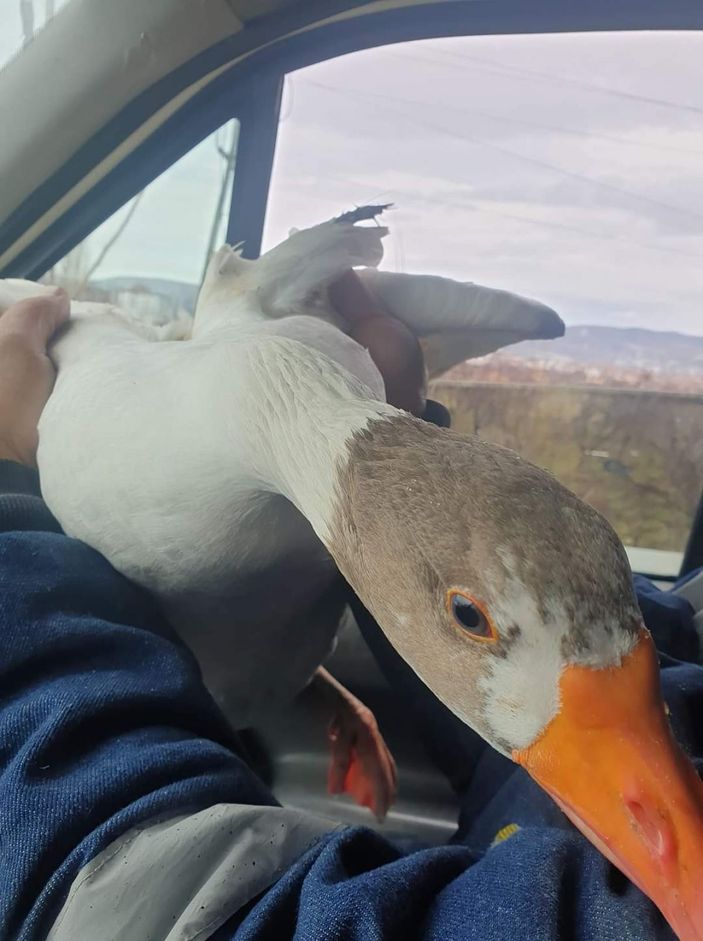 i Vatandaşın yolda bulduğu ve aracına aldığı kaz ile şiveli diyaloğu güldürdü -2