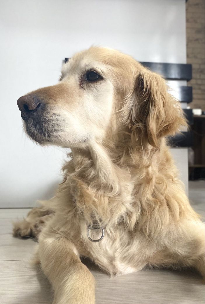 Obez köpek Paşa, 30 kilo verdi -5