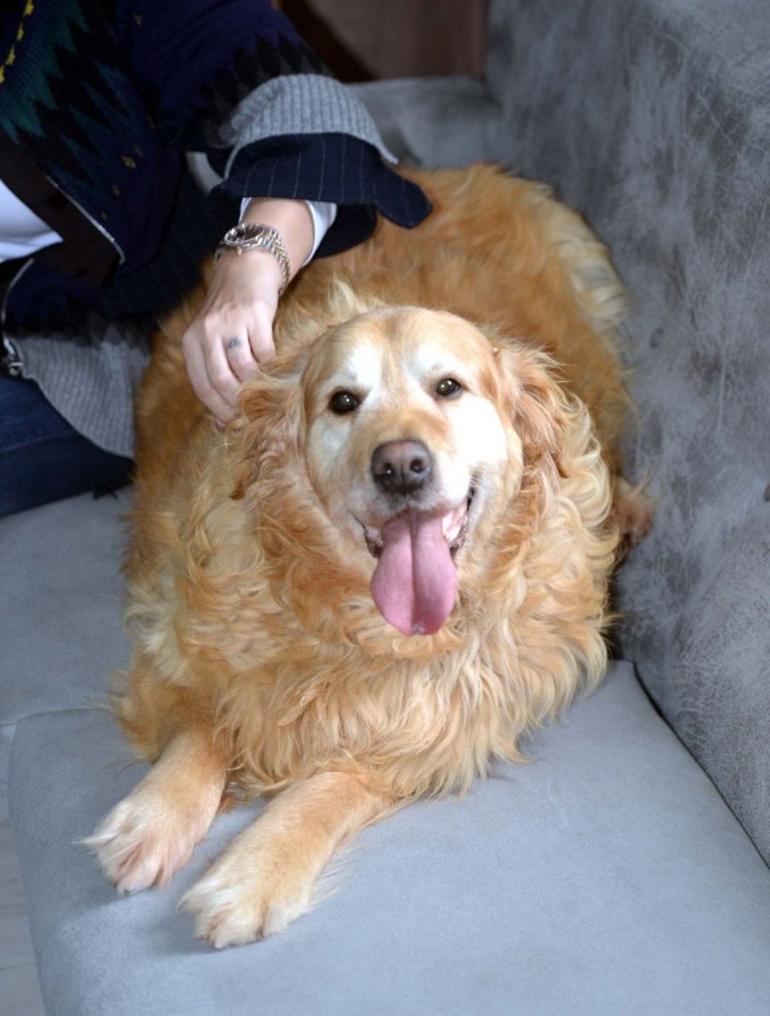Obez köpek Paşa, 30 kilo verdi -3