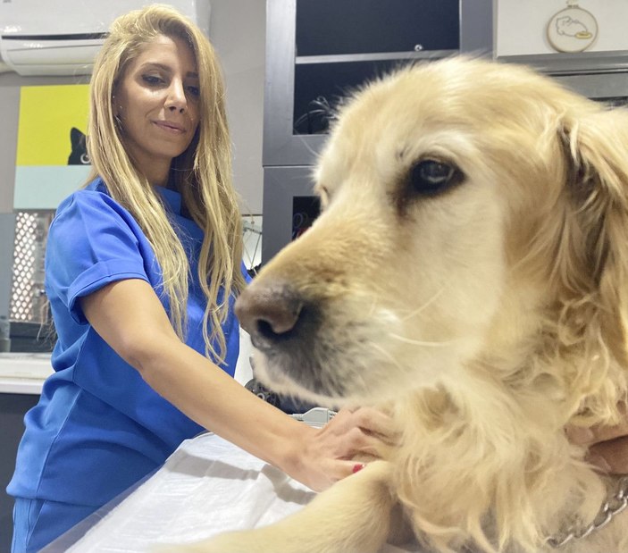 Obez köpek Paşa, 30 kilo verdi -1