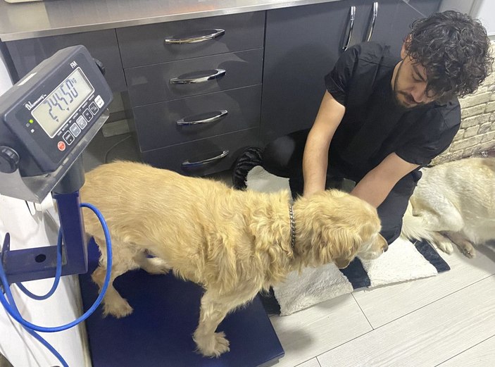 Obez köpek Paşa, 30 kilo verdi -2