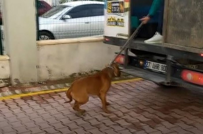 Pitbull cinsi iki köpeğin saldırdığı 4 yaşındaki çocuk ağır yaralandı -3