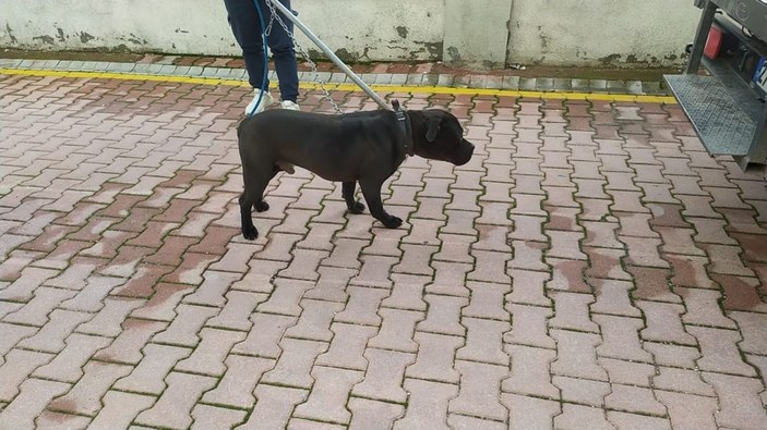 Pitbull cinsi iki köpeğin saldırdığı 4 yaşındaki çocuk ağır yaralandı -2