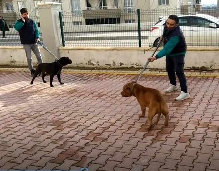 Pitbull cinsi iki köpeğin saldırdığı 4 yaşındaki çocuk ağır yaralandı -1