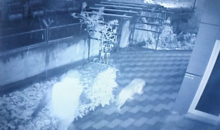 Bahçedeki kangal köpeği hırsızlığı güvenlik kamerasında -1