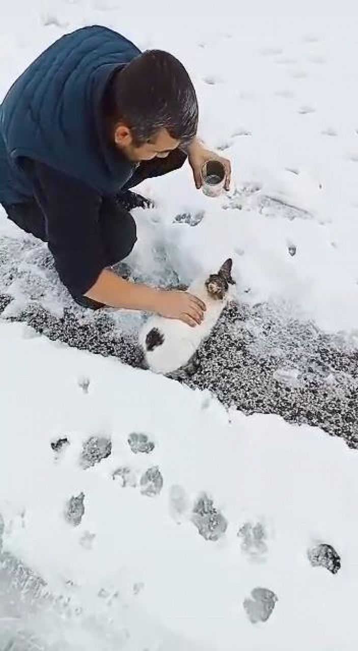 Başı konserve kutusuna sıkışan kediyi yoldan geçenler kurtardı -2