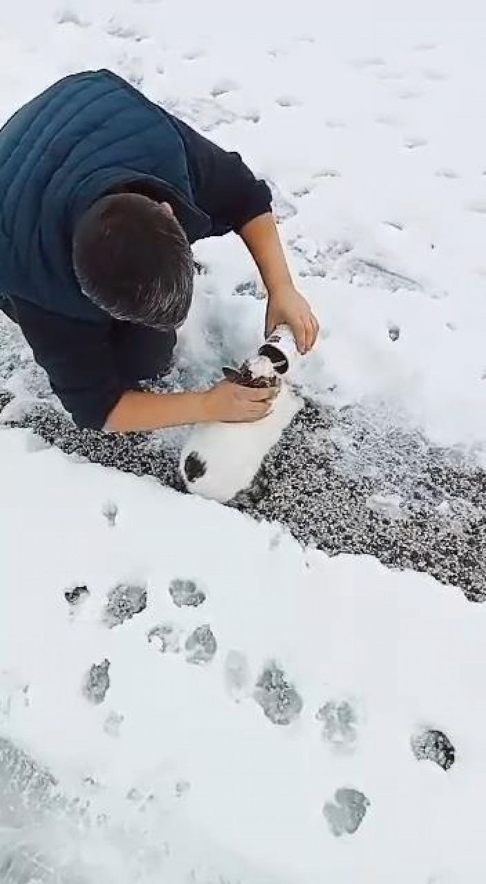 Başı konserve kutusuna sıkışan kediyi yoldan geçenler kurtardı -1