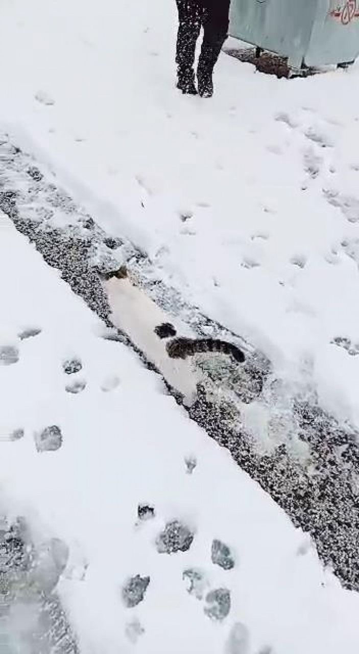 d Başı konserve kutusuna sıkışan kediyi yoldan geçenler kurtardı -3