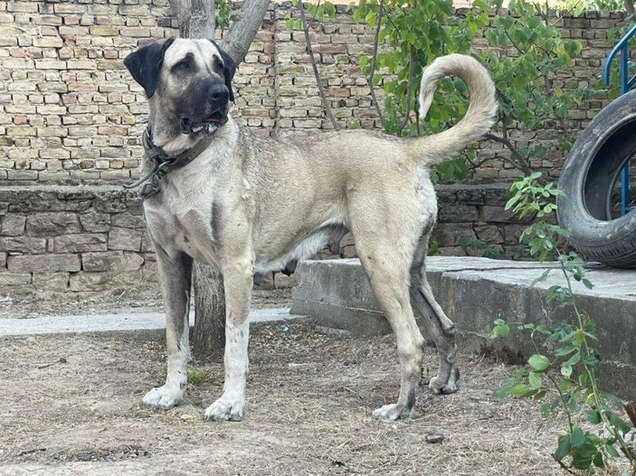 Bahçedeki kangal köpeği hırsızlığı güvenlik kamerasında -3