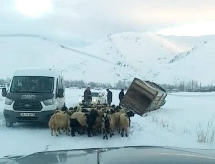 Yüksekova’da kamyonet kara saplandı, 50 koyunu vatandaşlar kurtardı -3