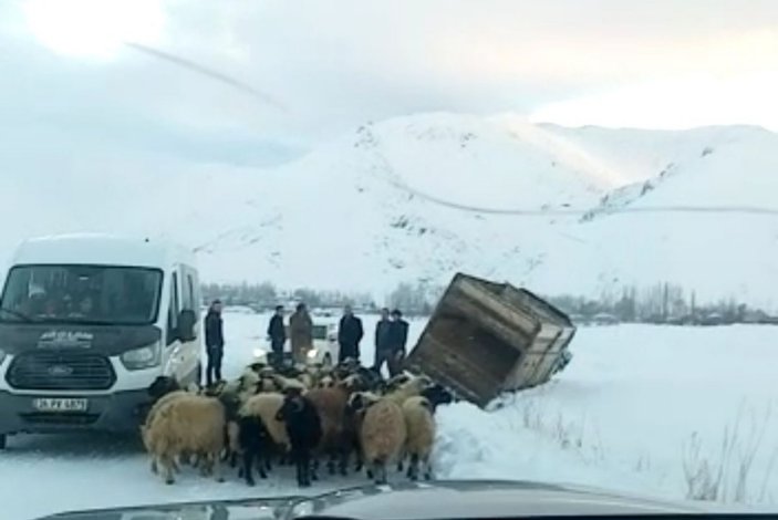 Yüksekova’da kamyonet kara saplandı, 50 koyunu vatandaşlar kurtardı -1