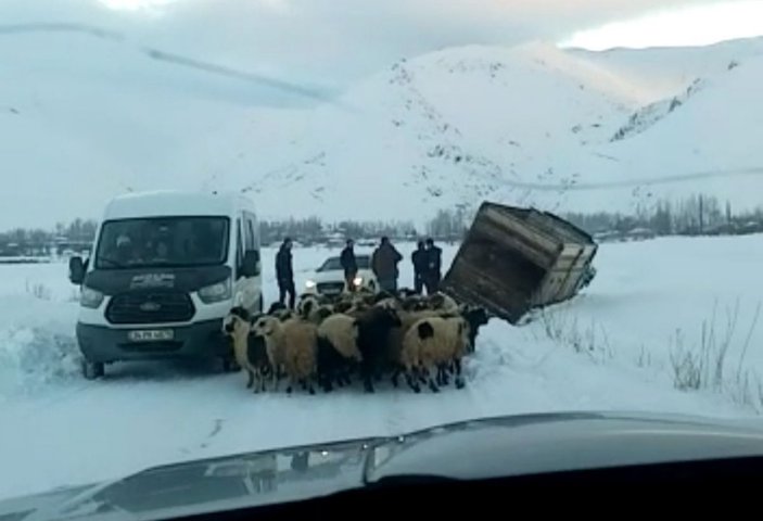 Yüksekova’da kamyonet kara saplandı, 50 koyunu vatandaşlar kurtardı -2