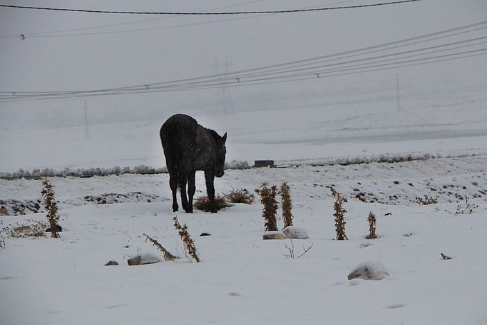 Karlıova'da donmak üzereyken bulunan atlar korumaya alındı -3