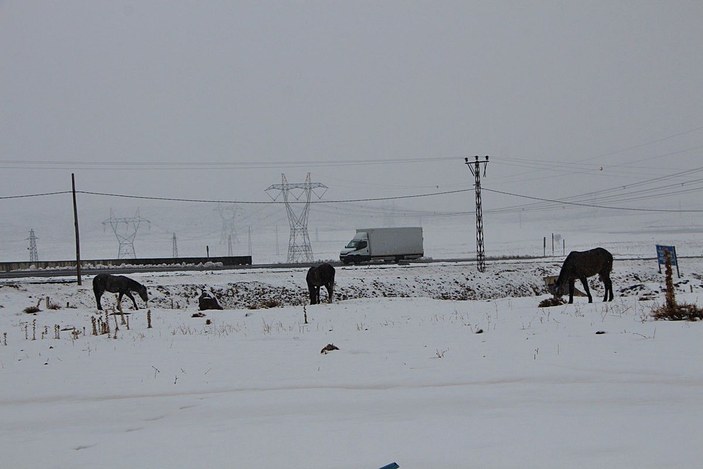Karlıova'da donmak üzereyken bulunan atlar korumaya alındı -4
