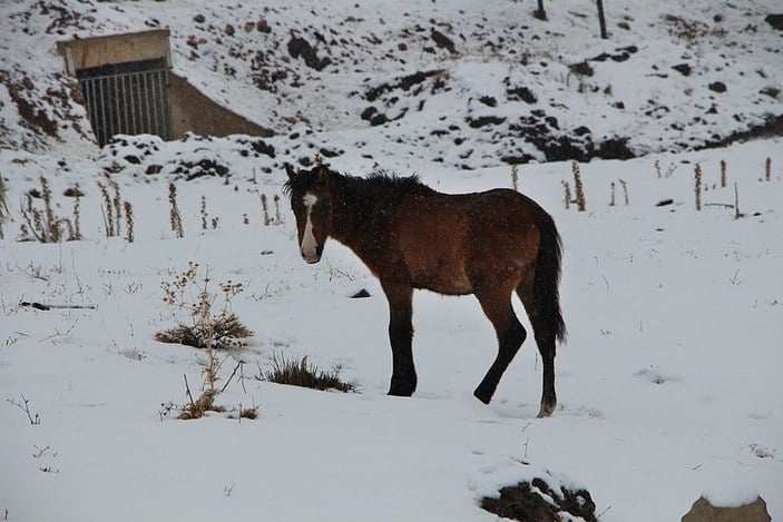 Karlıova'da donmak üzereyken bulunan atlar korumaya alındı -1