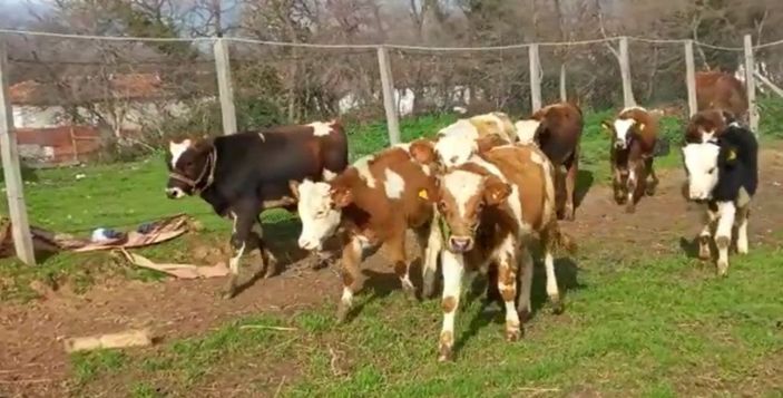 Besiciyi kandırıp, 11 ineğini götüren 3 şüpheli tutuklandı -3