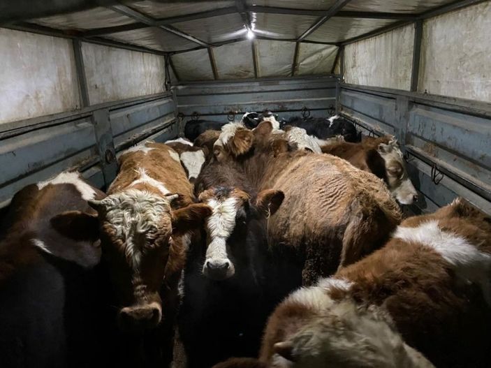 Besiciyi kandırıp, 11 ineğini götüren 3 şüpheli tutuklandı -4