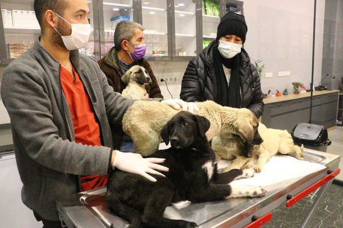 Ankara'da zehirlendiği tahmin edilen 9 yavru köpekten 4'ü öldü