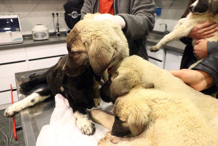 Ankara'da zehirlendiği tahmin edilen 9 yavru köpekten 4'ü öldü