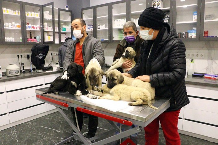 Ankara'da zehirlendiği tahmin edilen 9 yavru köpekten 4'ü öldü