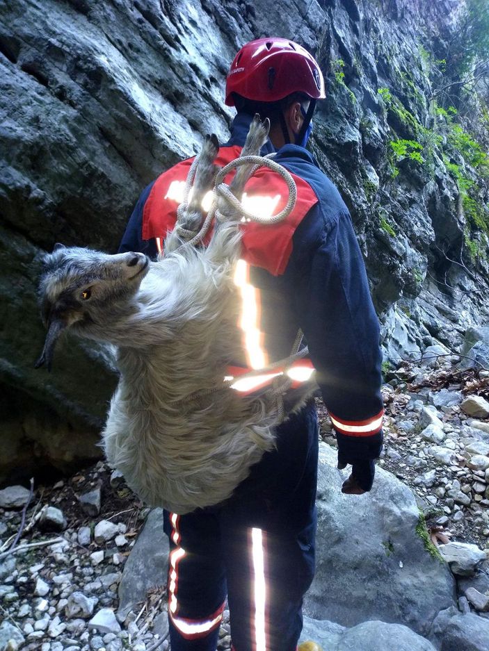 Kanyonda mahsur kalan keçiye ulaşıp, sırtına bağladı -1