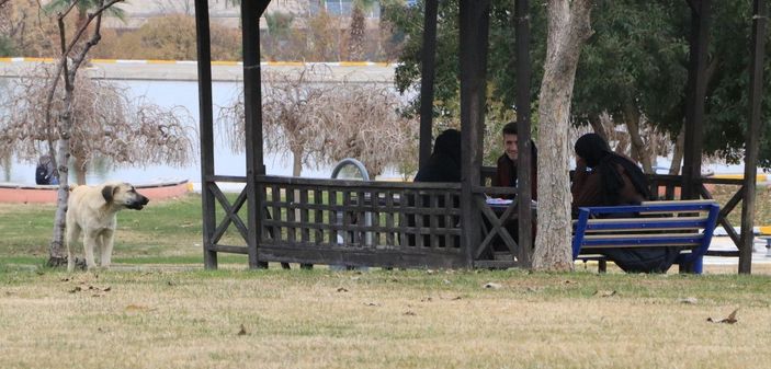 Üniversiteli Rojin, kampüste köpeklerin saldırısına uğradı -9