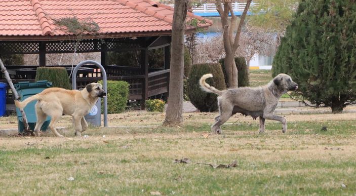 Üniversiteli Rojin, kampüste köpeklerin saldırısına uğradı -6