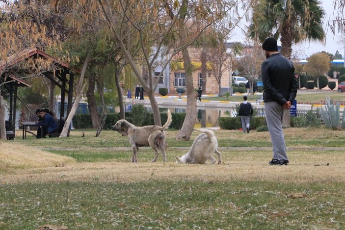Üniversiteli Rojin, kampüste köpeklerin saldırısına uğradı -7