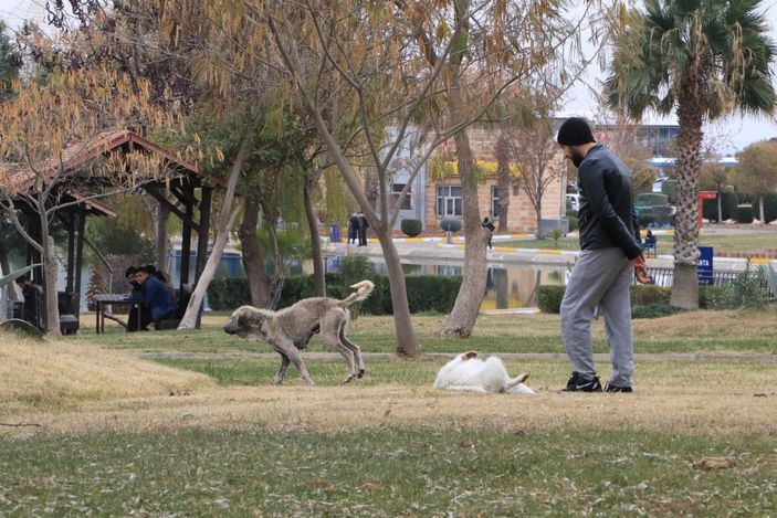 Üniversiteli Rojin, kampüste köpeklerin saldırısına uğradı -10