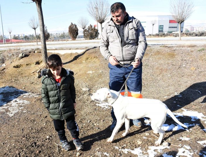Yasaklı ırk köpeklerini barınağa teslim ettiler -5