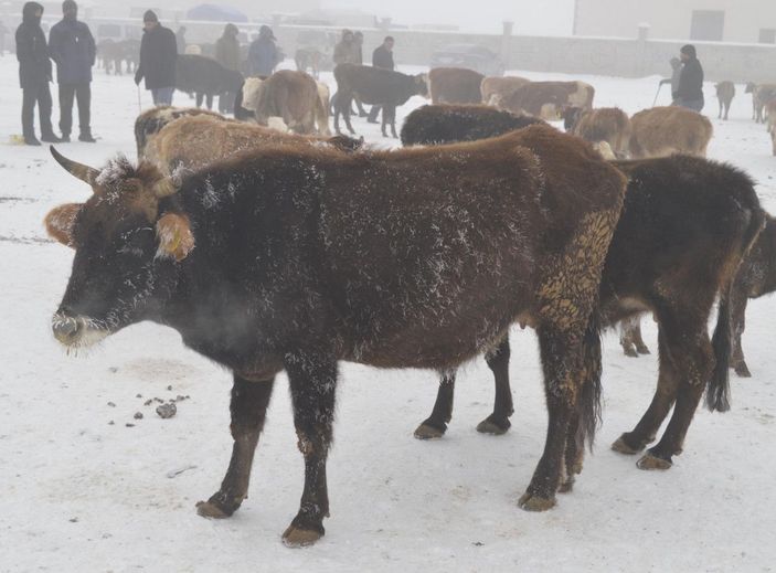 Ağrıda satışa getirilen hayvanların tüyleri kırağı tuttu -2