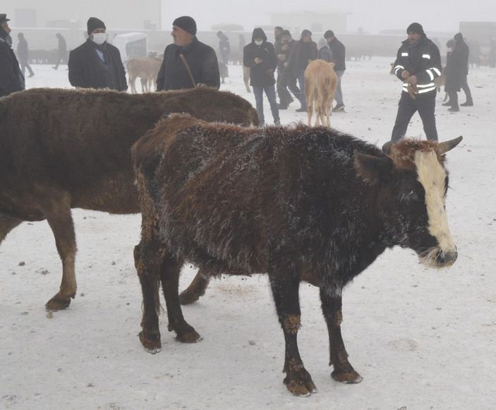 Ağrıda satışa getirilen hayvanların tüyleri kırağı tuttu -1