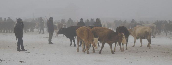 Ağrıda satışa getirilen hayvanların tüyleri kırağı tuttu -6