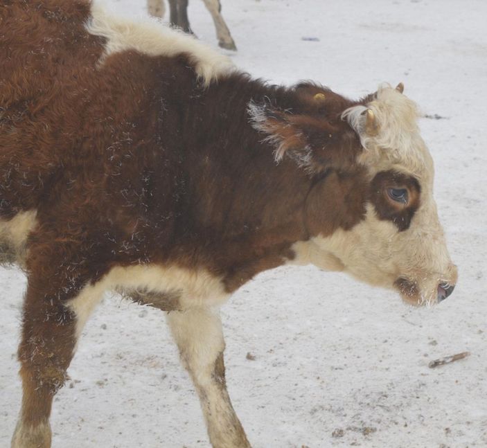 Ağrıda satışa getirilen hayvanların tüyleri kırağı tuttu -4