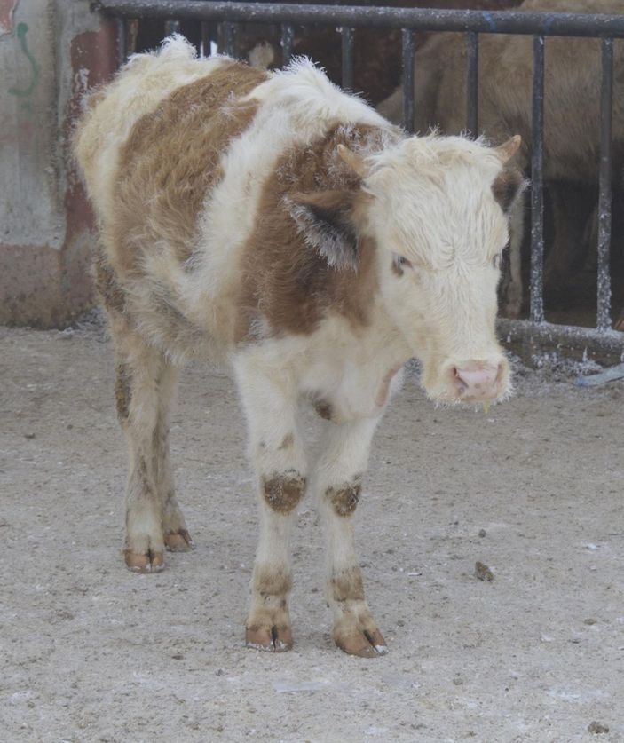 Ağrıda satışa getirilen hayvanların tüyleri kırağı tuttu -5