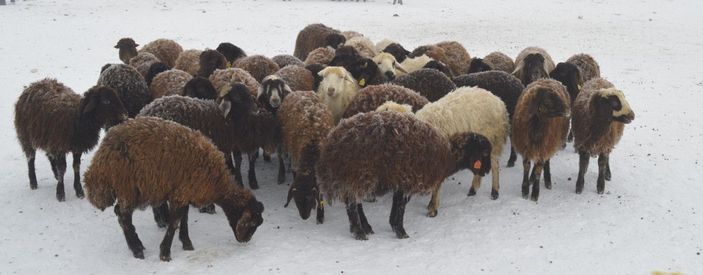 Ağrıda satışa getirilen hayvanların tüyleri kırağı tuttu -3