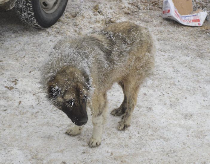 Ağrıda satışa getirilen hayvanların tüyleri kırağı tuttu -7