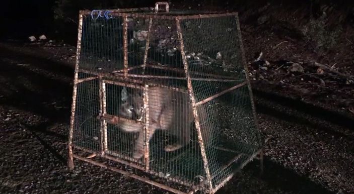 Ormanın hayalet kedisi tavuk kümesinde yakalandı -3
