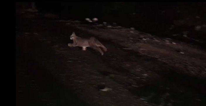 Ormanın hayalet kedisi tavuk kümesinde yakalandı -1