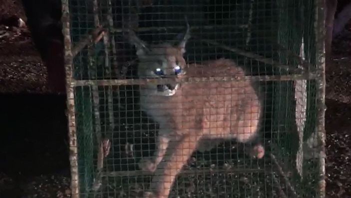 Ormanın hayalet kedisi tavuk kümesinde yakalandı -2