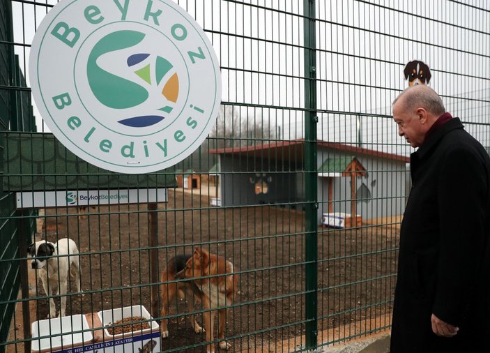 Fotoğraf Ek//Cumhurbaşkanı Erdoğan'ın Beykoz'da hayvan barınağı ziyareti -9