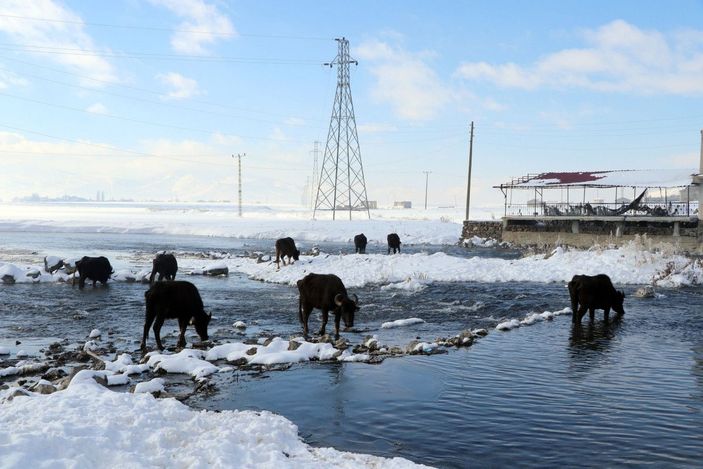 Mandalar, eksi 10 derece soğukta, göl tabanındaki yosunlarla besleniyor -4