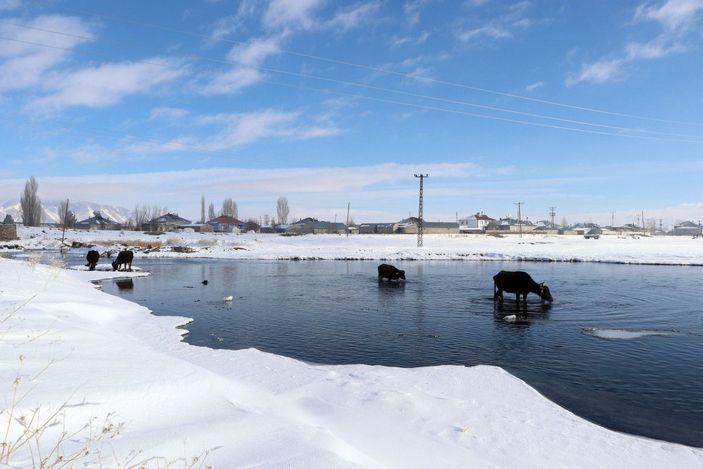 Mandalar, eksi 10 derece soğukta, göl tabanındaki yosunlarla besleniyor -3