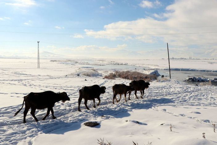 Mandalar, eksi 10 derece soğukta, göl tabanındaki yosunlarla besleniyor -6