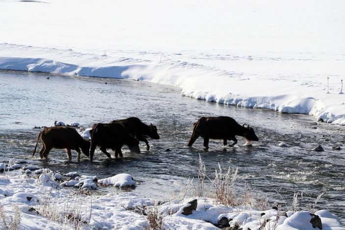 Mandalar, eksi 10 derece soğukta, göl tabanındaki yosunlarla besleniyor -8