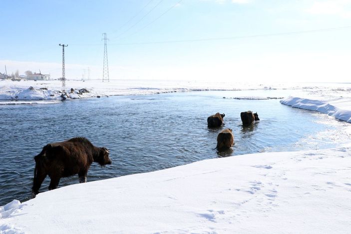 Mandalar, eksi 10 derece soğukta, göl tabanındaki yosunlarla besleniyor -5