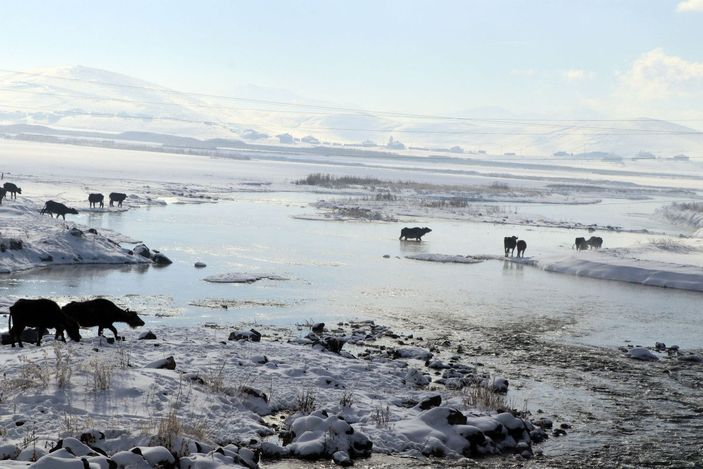 d Mandalar, eksi 10 derece soğukta, göl tabanındaki yosunlarla besleniyor -2