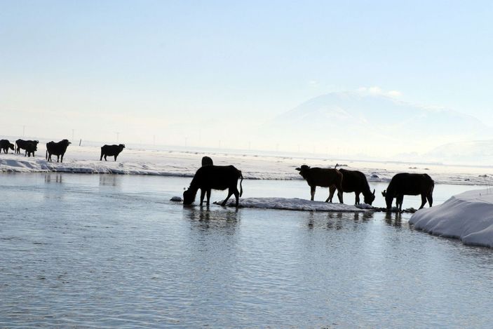 d Mandalar, eksi 10 derece soğukta, göl tabanındaki yosunlarla besleniyor -10